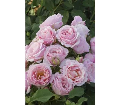 Rosa 'Billet Doux'® Rosa 'Billet Doux'®