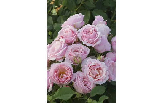 Rosa 'Billet Doux'® Rosa 'Billet Doux'®