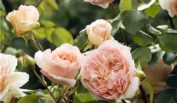 Kletterrose 'Papi Delbard'®
