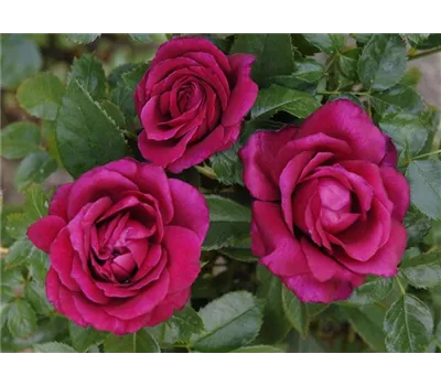 Rosa 'Harald Wohlfahrt'® Rosa 'Harald Wohlfahrt'®