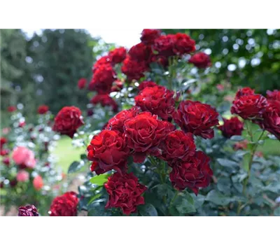 Rosa 'Heinz Winkler'® Rosa 'Heinz Winkler'®