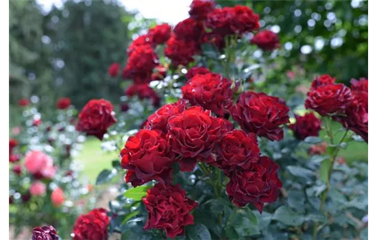 Rosa 'Heinz Winkler'® Rosa 'Heinz Winkler'®