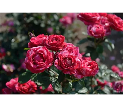 Rosa 'Henri Matisse'® Rosa 'Henri Matisse'®