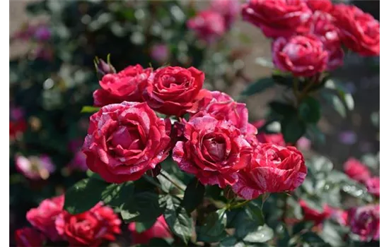 Rosa 'Henri Matisse'®