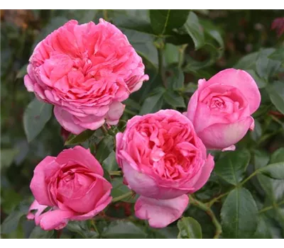 Rosa 'La Rose de Molinard'® Rosa 'La Rose de Molinard'®