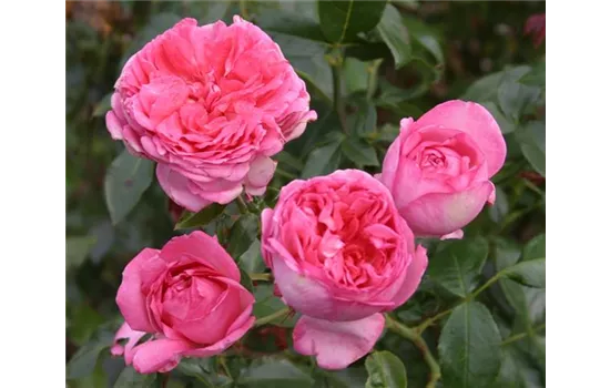 Rosa 'La Rose de Molinard'® Rosa 'La Rose de Molinard'®