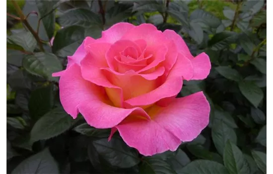 Rosa 'Pink Paradise'®