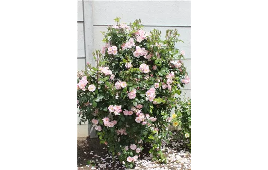 Rosa 'Utopia'® Rosa 'Utopia'®