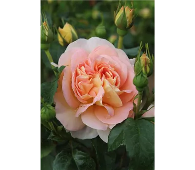 Rosa 'Amélie Nothomb'® Rosa 'Amélie Nothomb'®