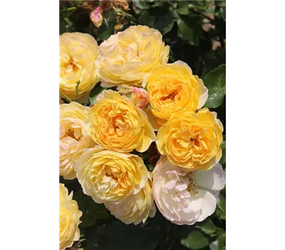 Rosa 'Chateau de Cheverny'® Rosa 'Chateau de Cheverny'®