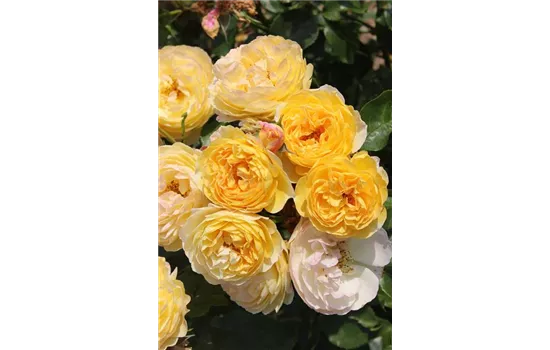 Rosa 'Chateau de Cheverny'® Rosa 'Chateau de Cheverny'®