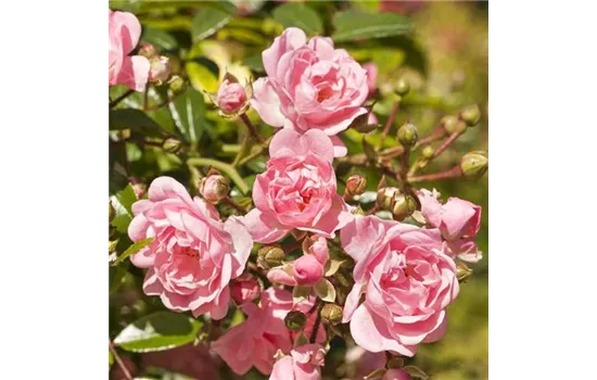 Rosa 'The Fairy', Stamm Rosa 'The Fairy', Stamm