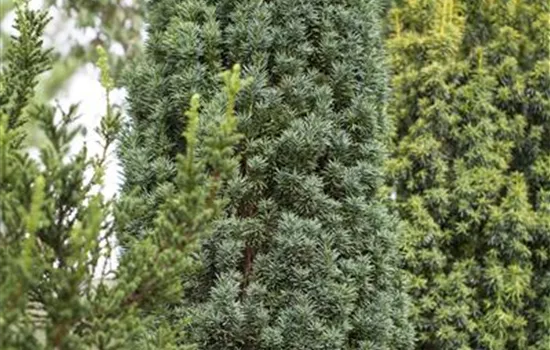 Taxus baccata 'Fastigiata Robusta' Taxus baccata 'Fastigiata Robusta'
