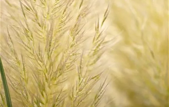 Cortaderia selloana 'Evita'® Cortaderia selloana 'Evita'®