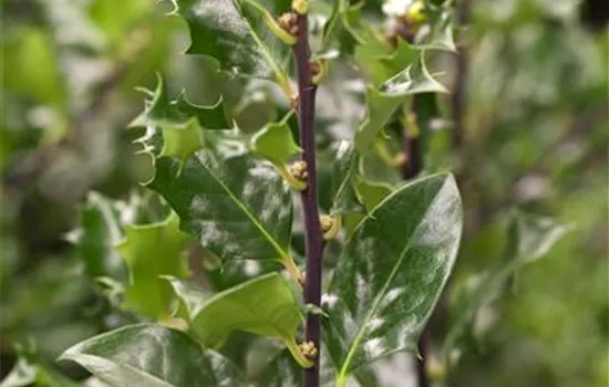 Ilex meserveae 'Blue Angel'®