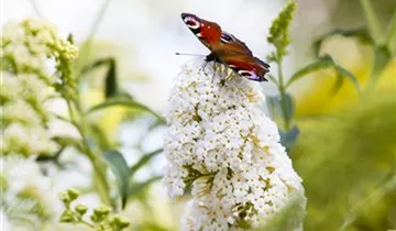 Sommerflieder