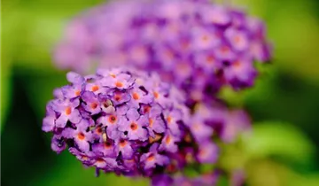Sommerflieder