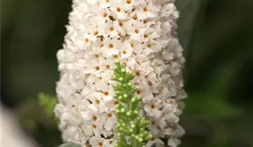 Sommerflieder