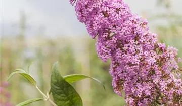 Sommerflieder