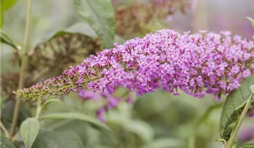 Sommerflieder