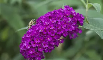 Sommerflieder