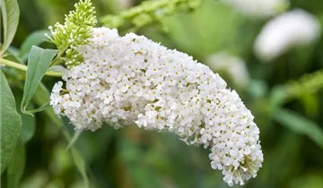 Sommerflieder