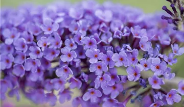 Sommerflieder