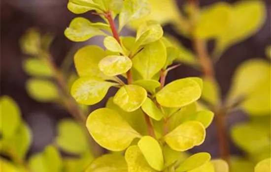 Berberis thunbergii 'Golden Dream'
