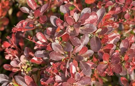 Berberis thunbergii 'Red Dream'