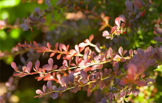 Berberis thunbergii 'Atropurpurea'