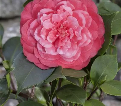 Camellia japonica Camellia japonica