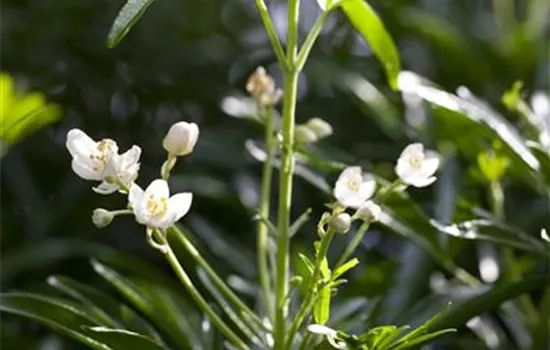 Choisya ternata Choisya ternata