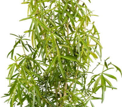 Choisya ternata 'Aztec Pearl' Choisya ternata 'Aztec Pearl'