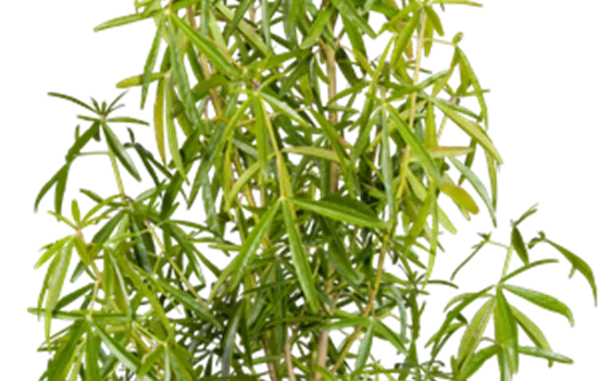 Choisya ternata 'Aztec Pearl' Choisya ternata 'Aztec Pearl'