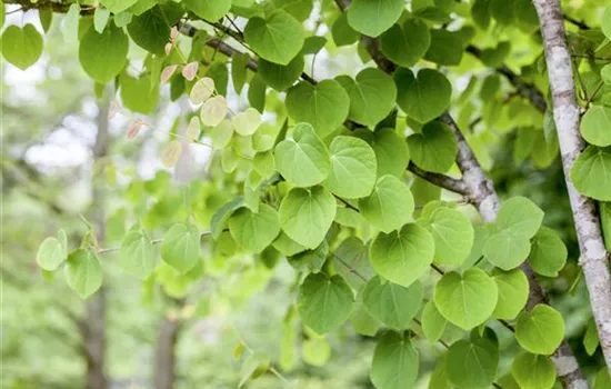 Cercidiphyllum japonicum Cercidiphyllum japonicum