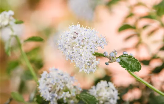 Ceanothus thyrsiflorus var. repens