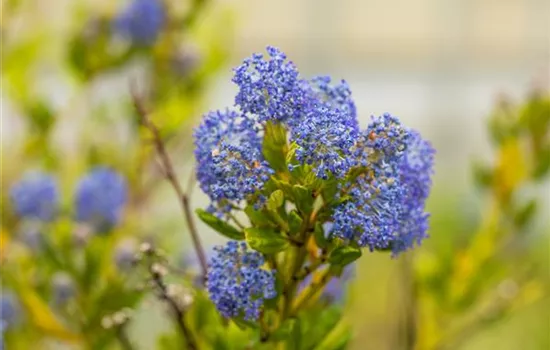 Ceanothus impressus 'Victoria' Ceanothus impressus 'Victoria'