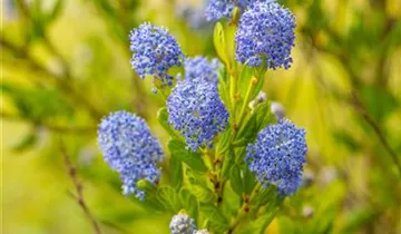 Säckelblume 'Victoria'
