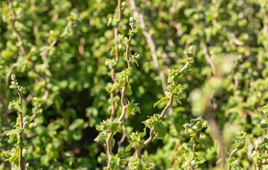 Corylus avellana 'Scooter'