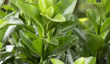 Japanspindel 'Green Spire'