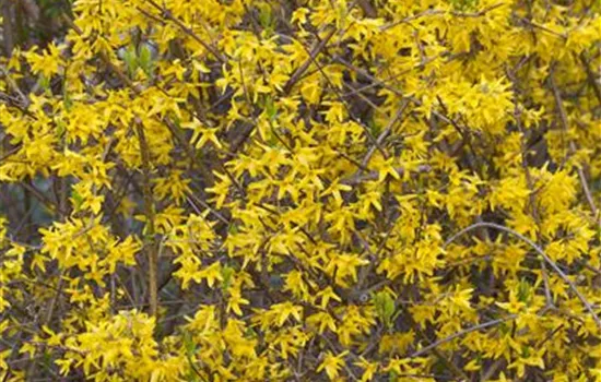 Forsythia x intermedia 'Lynwood'