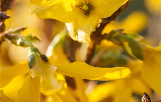 Forsythia x intermedia 'Mikador'®