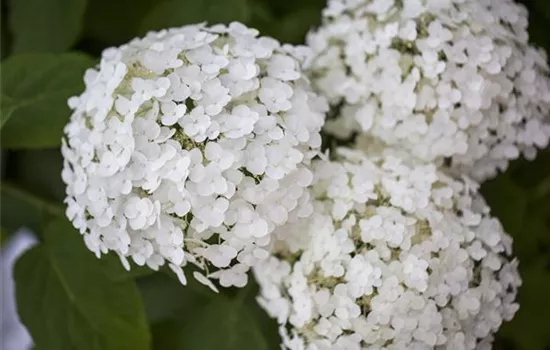 Hydrangea arborescens 'Strong Annabelle'® Hydrangea arborescens 'Strong Annabelle'®