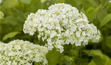 Ballhortensie 'Lime Rickey'(s)