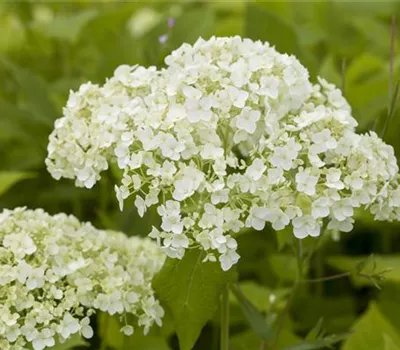 Hydrangea arborescens 'Lime Rickey'(s)