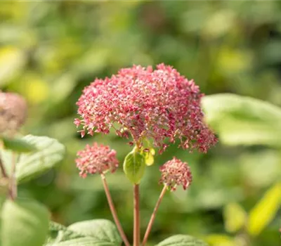 Hydrangea arborescens 'Pink Annabelle'®