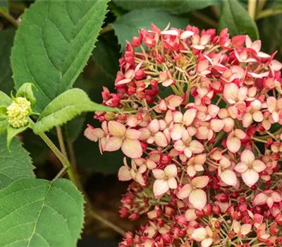 Hydrangea arborescens 'Ruby Annabelle'®