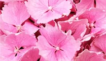 Bauernhortensie 'Pink Wonder'®