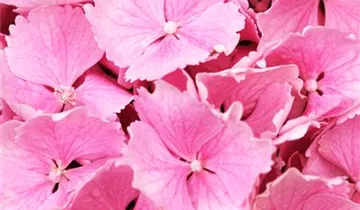 Bauernhortensie 'Pink Wonder'®