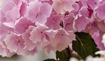 Bauernhortensie 'Pink Wonder'®
